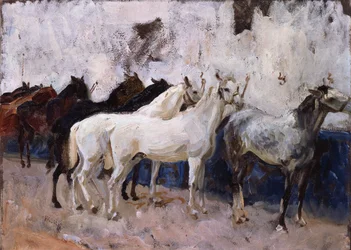 Cavalos em Palma de Maiorca, Espanha, 1908