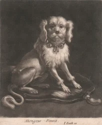 Um cão pequeno, usando uma coleira com sinos.