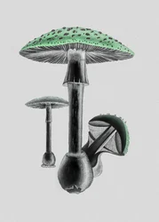 Amanita muscaria: fundo branco, verde