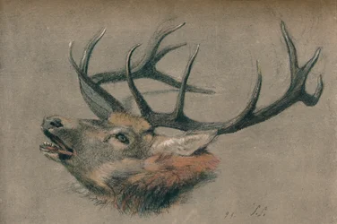 "Study of a Stag