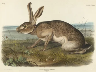 Lebre Texiana, 1848 (litografia colorida à mão em papel de capa)
