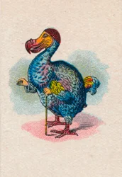 O Dodo, 1930