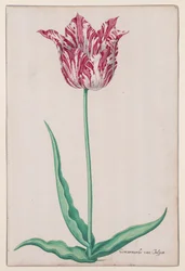 Estudo de uma Tulipa (Jasper Marmoreado)