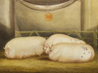 Três Leicesters melhorados em uma caneta no 1858 Smithfield Club Christmas Show, 1858