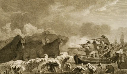 Cavalos-marinhos, figuras de J. Heath, gravadas por E. Scott plate 52 de &39;Journal of a Voyage to the South Seas&39;, transcritas dos jornais de Sydney Parkinson, pub. 1823