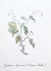 Reclamação do jardineiro (Common Fahlia), ilustração de 