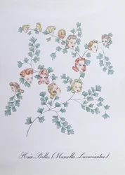 Hair-Belles (Marcella Luxuriantia), ilustração de 
