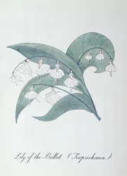 Lírio do Ballet (Terpsichorea.), ilustração de 