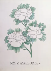 Phlox. (Muttonica Idiotica), ilustração de 