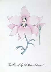 The Bee Lily (Lilium Satirical.), ilustração de 