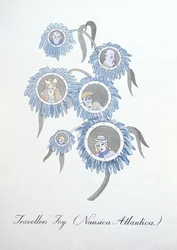 Alegria dos viajantes (Nausica Atlantica.), ilustração de 