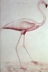 Flamingo (desenho)