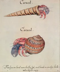 Caranguejo eremita