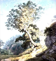Veja perto de Canonteign, Devon
