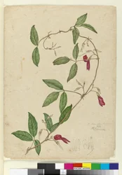 Kennedy rubicunda, c.1803-06 (wc, caneta, tinta e lápis)