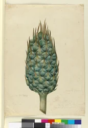 Macrozamia, c.1803-06 (wc, caneta, tinta e lápis)