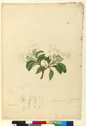 Página 100. Clerodendrum tomentosum, c.1803-06 (wc, caneta, tinta e lápis)
