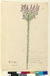 Página 105. Comesperma ericinum, c.1803-06 (wc, caneta, tinta e lápis)