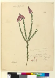 Página 106. Comesperma ericinum, c.1803-06 (wc, caneta, tinta e lápis)