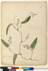 Página 107. Glicina bimaculataGlicina tabacina , c.1803-06 (wc, caneta, tinta e lápis)