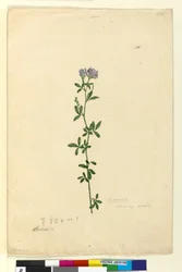 Página 110. Medicago sativa, c.1803-06 (wc, caneta, tinta e lápis)