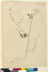 Página 115. Hedysarum, c.1803-06 (wc, caneta, tinta e lápis)