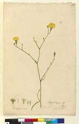 Página 117. Hypochaeris, c.1803-06 (wc, caneta, tinta e lápis)