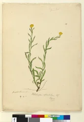 Página 119. Helichrysum apiculatumChrysocephalum apiculatum, c.1803-06 (wc, caneta, tinta e lápis)