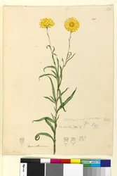 Página 121. Elichrysum bracteatum, c.1803-06 (wc, caneta, tinta e lápis)