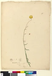 Página 127. Craspedia, c.1803-06 (wc, caneta, tinta e lápis)