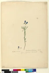 Página 129. Ionidium filiforme, c.1803-06 (wc, caneta, tinta e lápis)