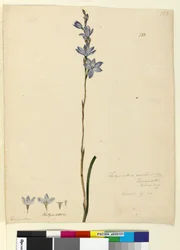 Página 133. Thelymitra ixioides, c.1803-06 (wc, caneta, tinta e lápis)