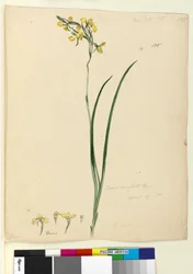 Página 135. Diuris maculata, c.1803-06 (wc, caneta, tinta e lápis)