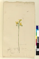 Página 136. Diuris aurea, c.1803-06 (wc, caneta, tinta e lápis)