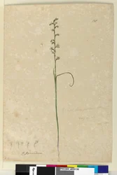 Página 138. Prasophyllum patens, c.1803-06 (wc, caneta, tinta e lápis)