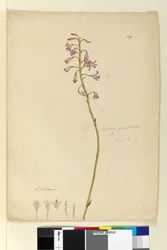 Página 139. Dipodium punctatum, c.1803-06 (wc, caneta, tinta e lápis)