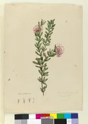 Página 13. Grevillea punicea, c.1803-06 (wc, caneta, tinta e lápis)