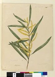 Página 145. Acacia longifolia, c.1803-06 (wc, caneta, tinta e lápis)