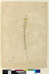 Página 148. Acacia aciculares, c.1803-06 (aquarela, caneta, tinta e lápis)