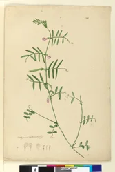Página 150. Lathyrus, c.1803-06 (wc, caneta, tinta e lápis)