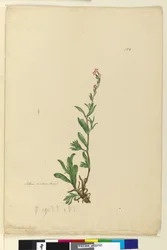 Página 154. Silene naturalizado, c.1803-06 (wc, caneta, tinta e lápis)