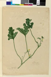Página 155. Melancia, c.1803-06 (wc, caneta, tinta e lápis)