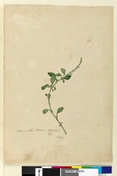 Página 156. Amaranthus Blitum, c.1803-06 (wc, caneta, tinta e lápis)
