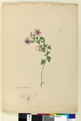 Página 159. Malva capensis, c.1803-06 (wc, caneta, tinta e lápis)