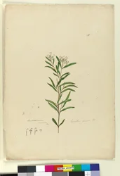 Página 15. Grevillea sericea, c.1803-06 (wc, caneta, tinta e lápis)