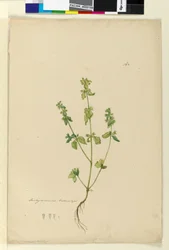 Página 162. Stachys arvensis, c.1803-06 (wc, caneta, tinta e lápis)