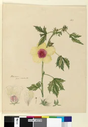 Página 163. Hibiscus, c.1803-06 (wc, caneta, tinta e lápis)