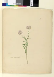 Página 164. Iberis naturalizado, c.1803-06 (wc, caneta, tinta e lápis)