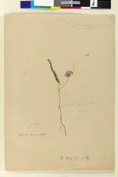 Página 166. Kennedy monophyllaHardenbergia violacea, c.1803-06 (wc, caneta, tinta e lápis)