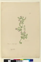 Página 167. Fumaria naturalizada, c.1803-06 (wc, caneta, tinta e lápis)